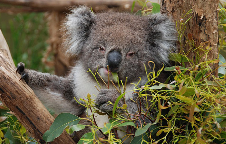 Photo of a koala beer sitting in tree branches or shrubs and looking directly at the camera lens. 