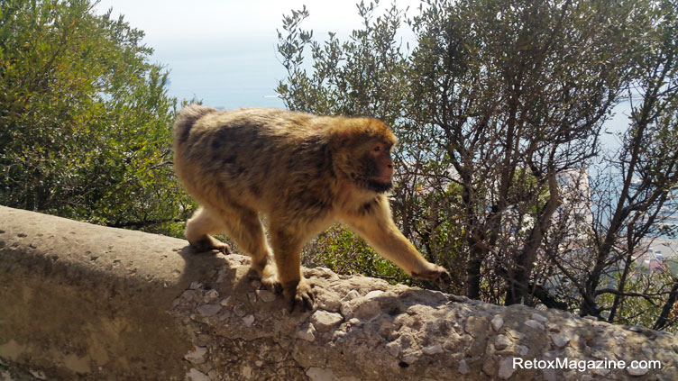 A Gibraltar ape