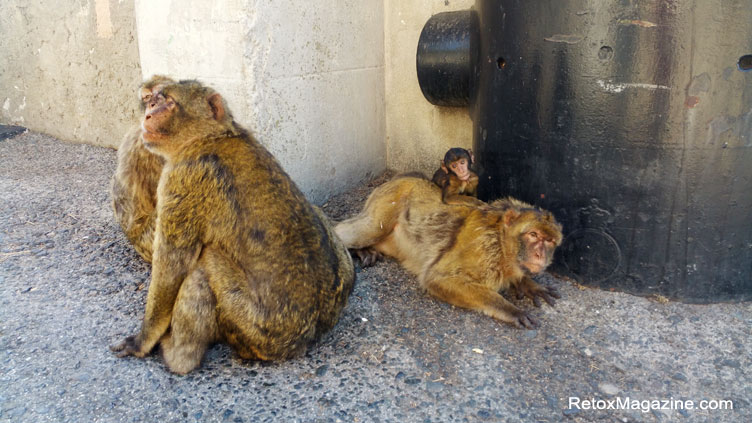 A Gibraltar ape family, including a baby ape