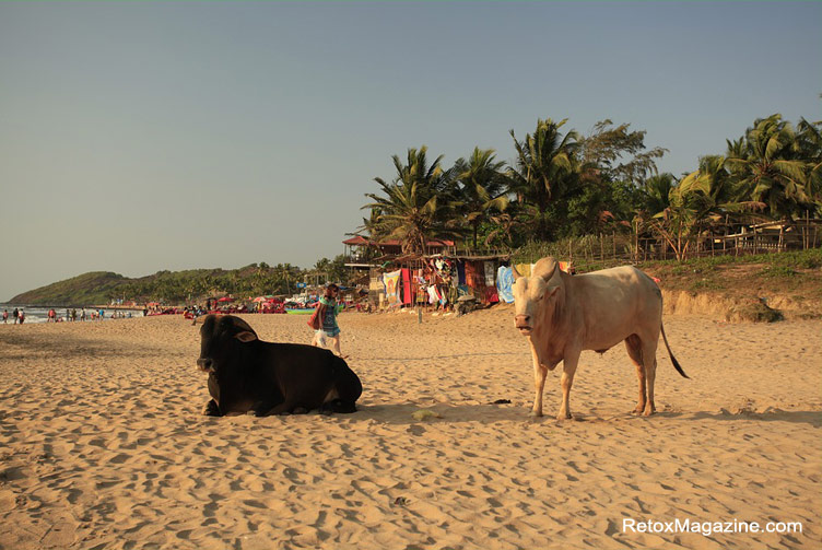 Cows chilling on a sandy beach in Goa, India