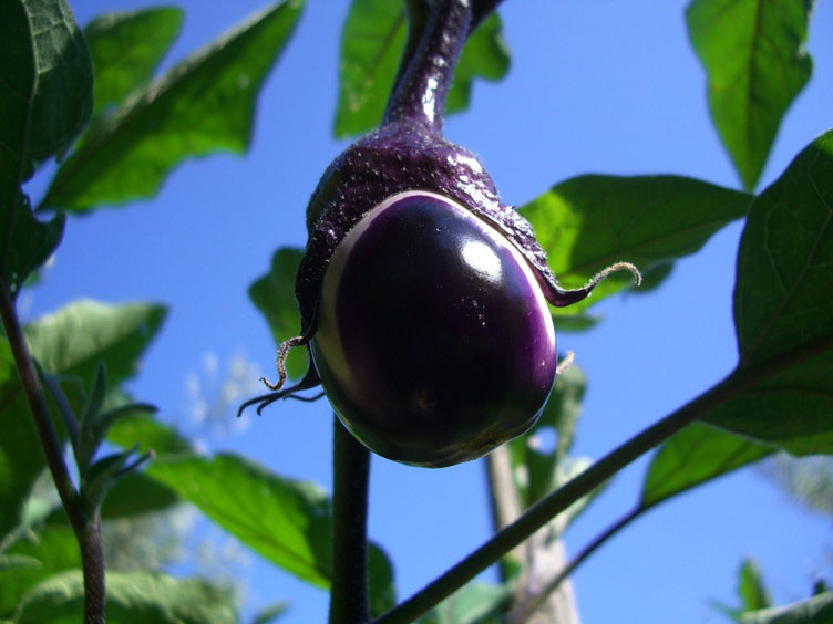 Sicilian aubergine on the plant, looking lush. 