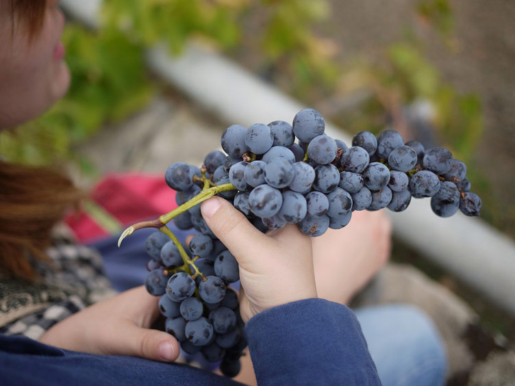 In a picture visible is a little bit of a person handling gorgeous blue grapes. 