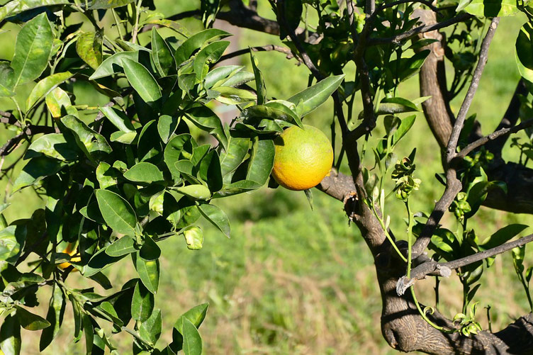 A picture of one yellow lemon on a green lemon tree, taken in Silicy, Italy. 