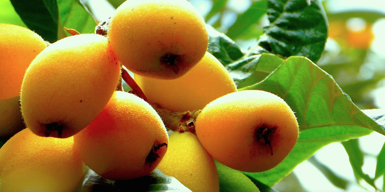 Close up picture of a handful of bright yellow loquats fruits on tree.