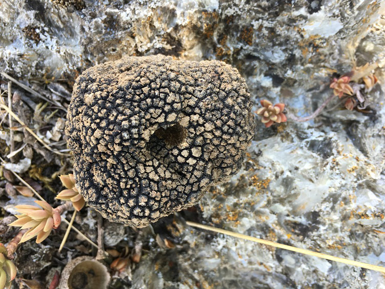 A close up photo of a truffle from Sicily, Italy.