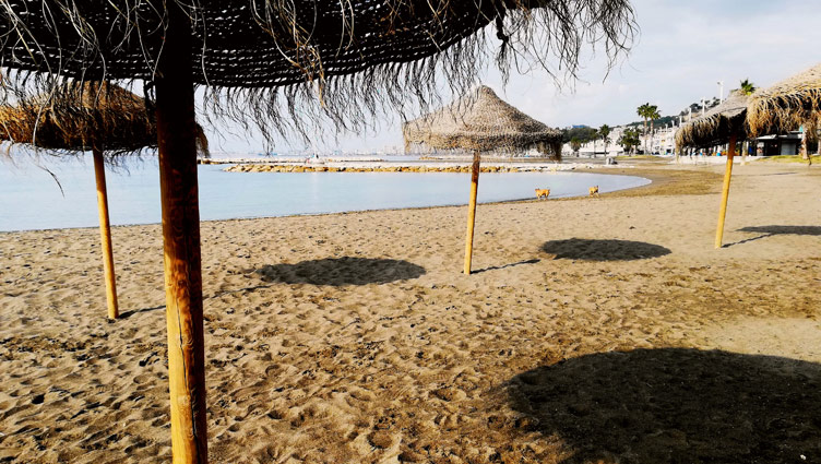 Yellow tone sands, straw umbrellas and blue coastal waters at Pedregalejo beach in Malaga, Spain